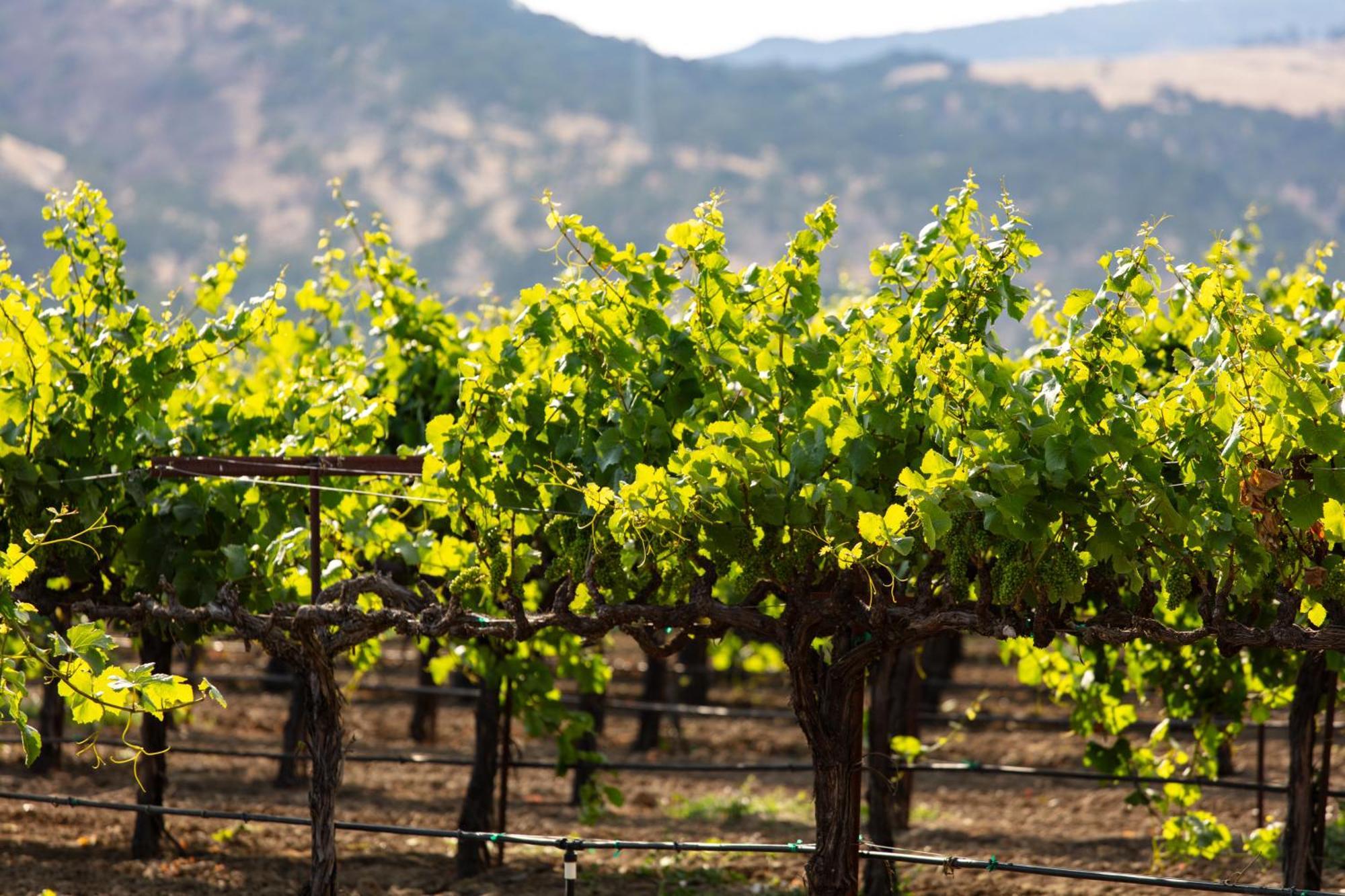 Homewood Suites By Hilton Fairfield-Napa Valley Area Cordelia Exterior foto